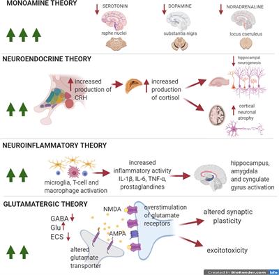 Inflammation-Associated Synaptic Alterations as Shared Threads in Depression and Multiple Sclerosis